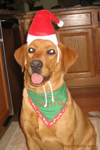 Fox red lab red fox lab red lab fox red lab